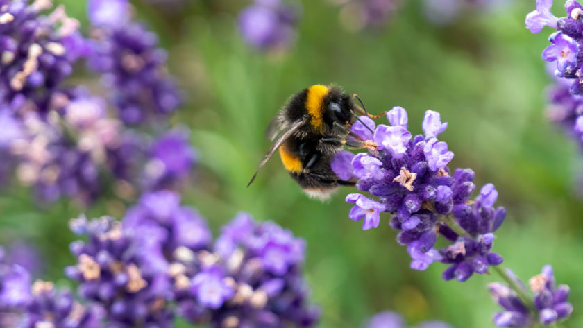 Bee Pollenating flower