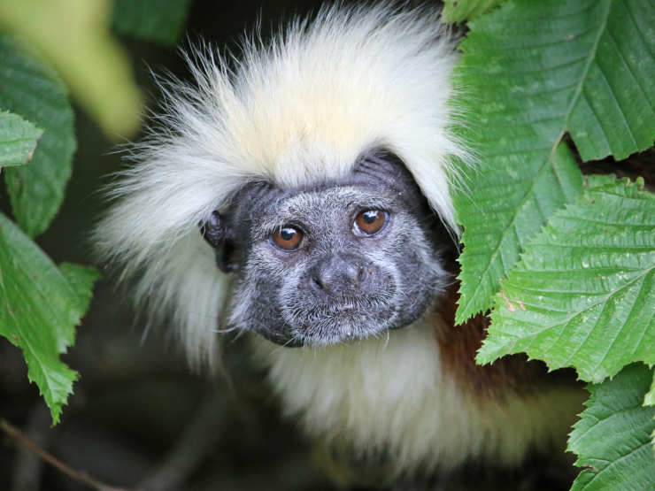 Cotton top tamarin